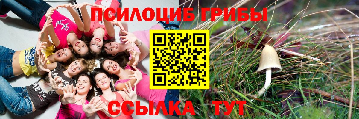 Галлюциногенные грибы Psilocybe Североморск